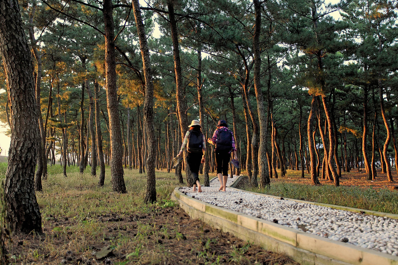 덕천해수욕장 송림숲길.jpg