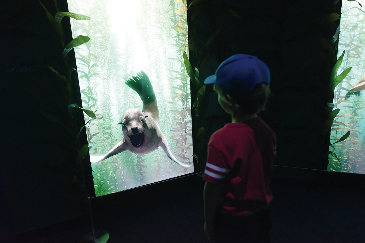 13 Encounter, Child and Sea Lion, Credit Invision AP Diane Bondareff.jpg