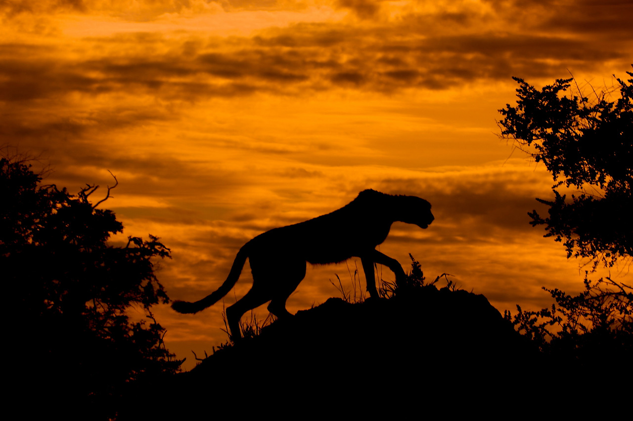 Cheetah_at_Sunset.jpg