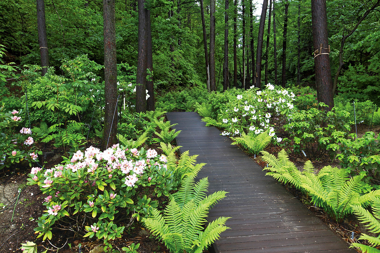 21. 만병초원.jpg