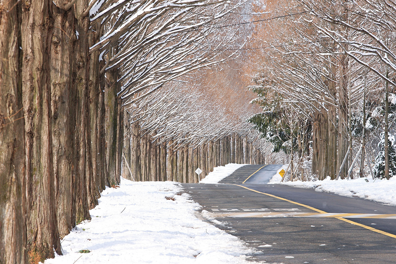부귀면 메타세쿼이아 겨울 (2).jpg