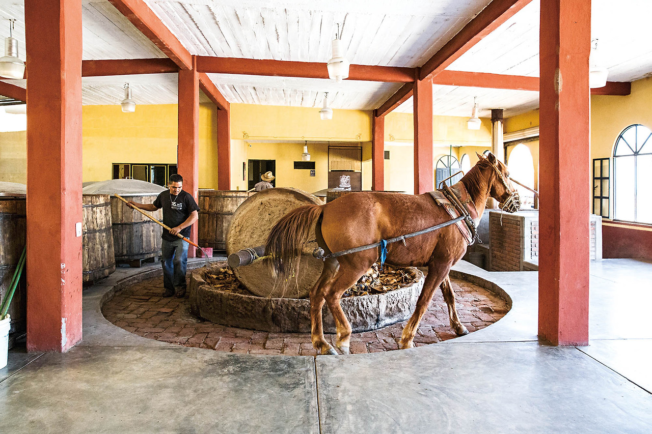 el rey zapotecoPalenque El Cortijo (342).jpg