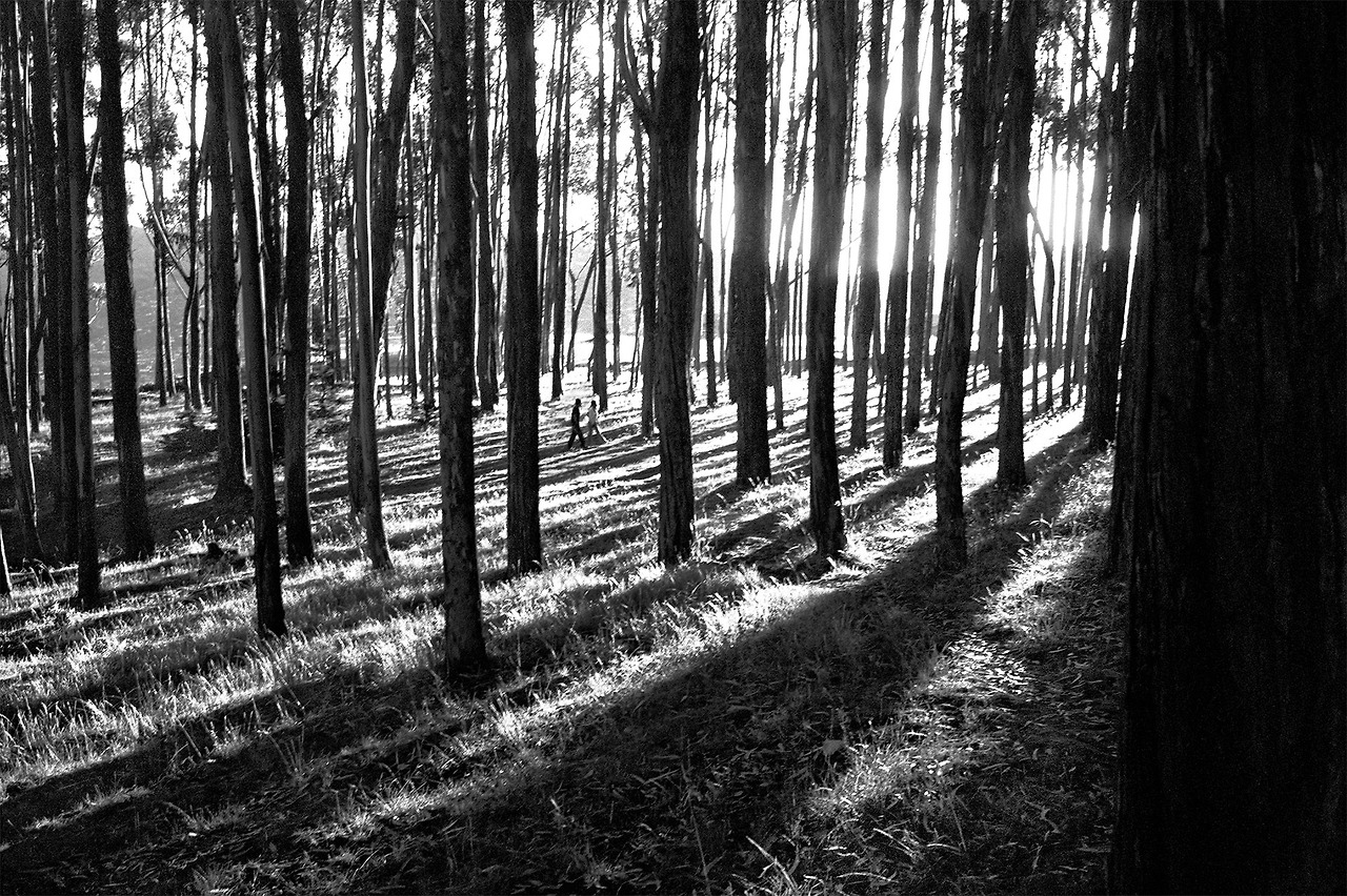 (인쇄용) 키 큰 나무 사이로 ⓒ박노해.jpg