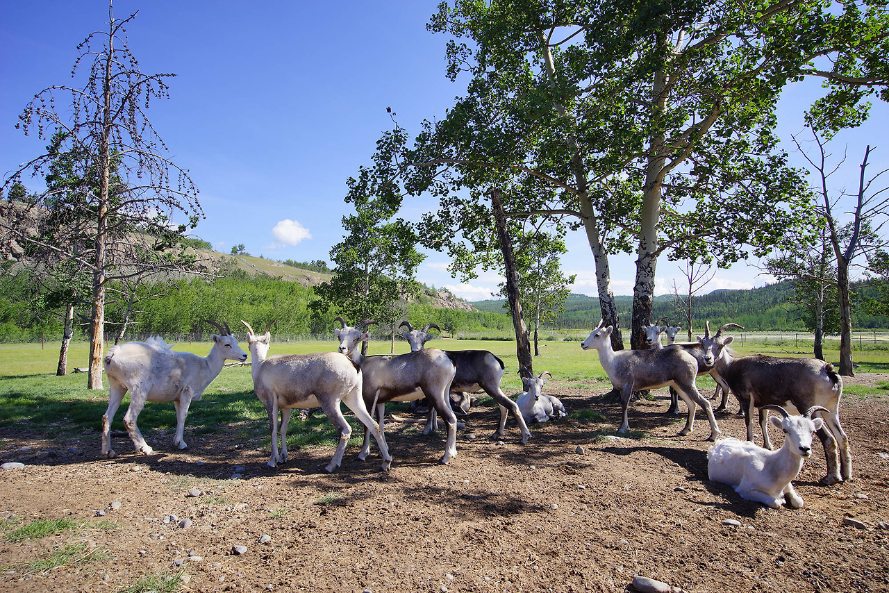 야생동물보호구역 (민지연).jpg