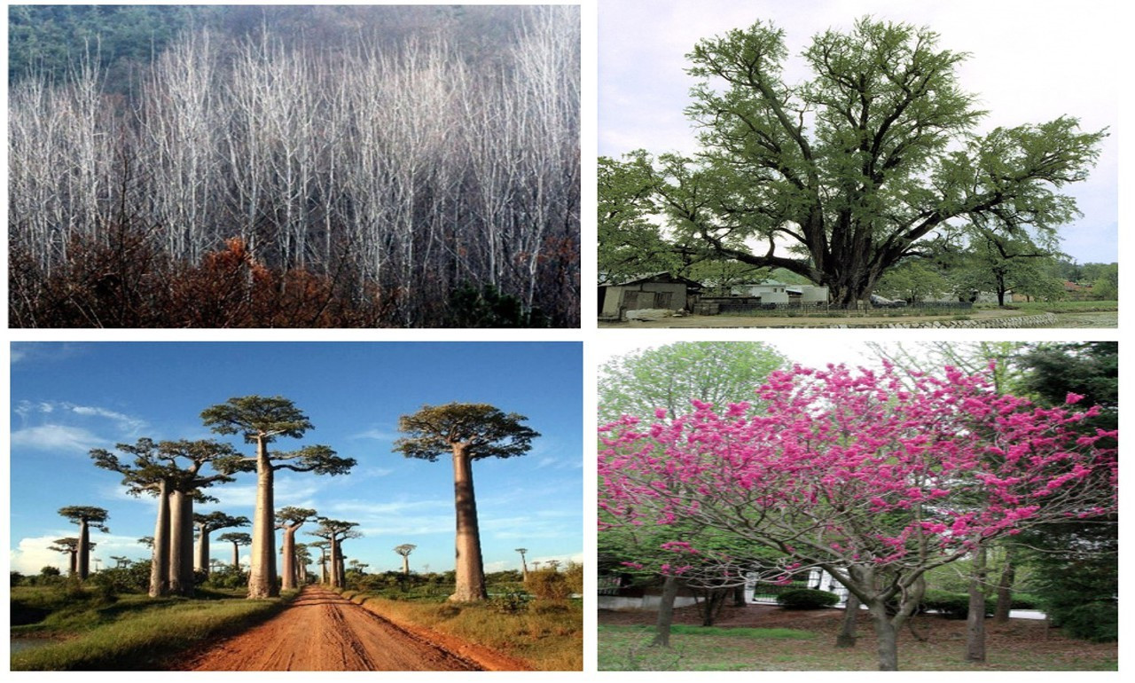 나무 이미지.jpg