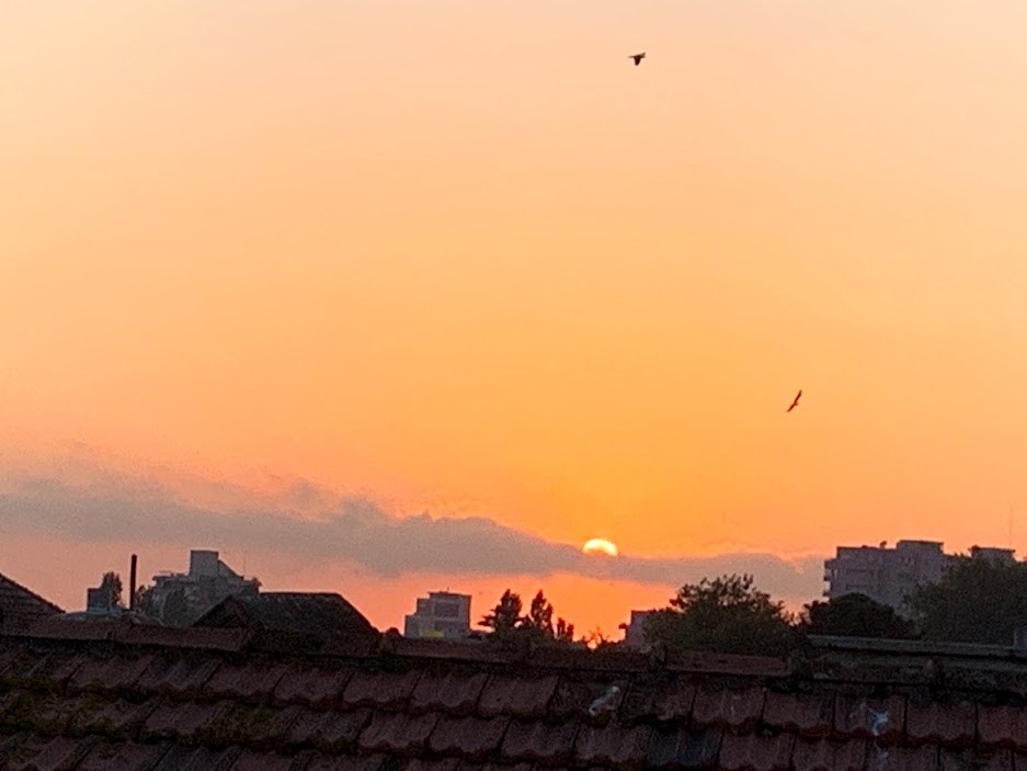 #16 4새의나라.jpg