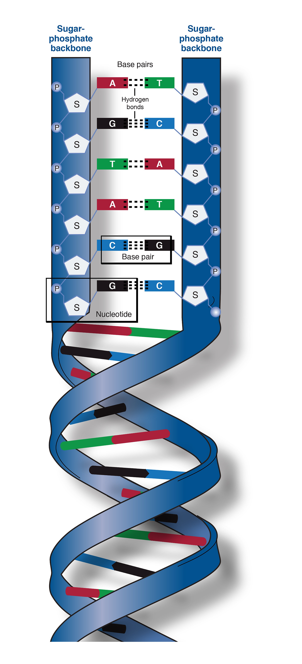 3-2 DNA 구조 (National Human Genome Reserach Institute).jpg