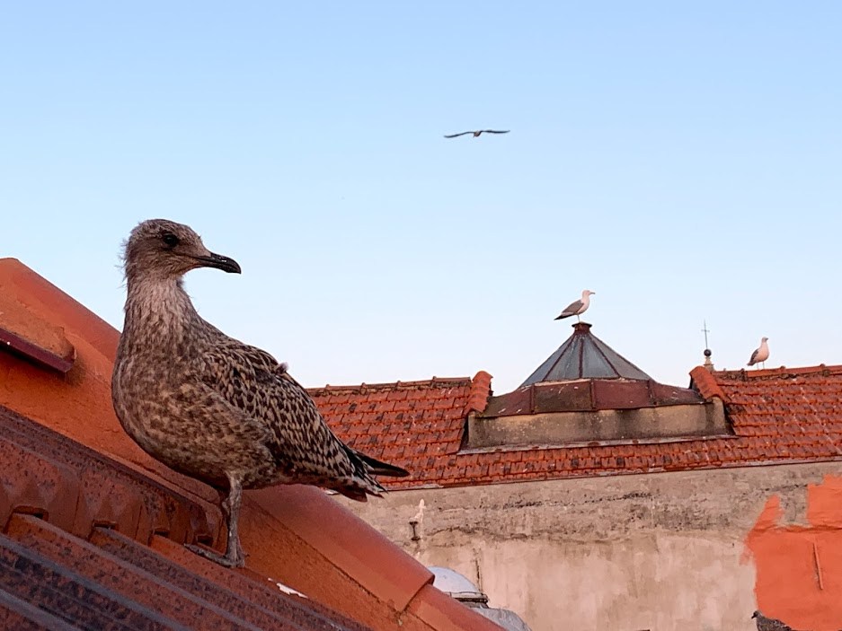 #16 2새의나라.jpg