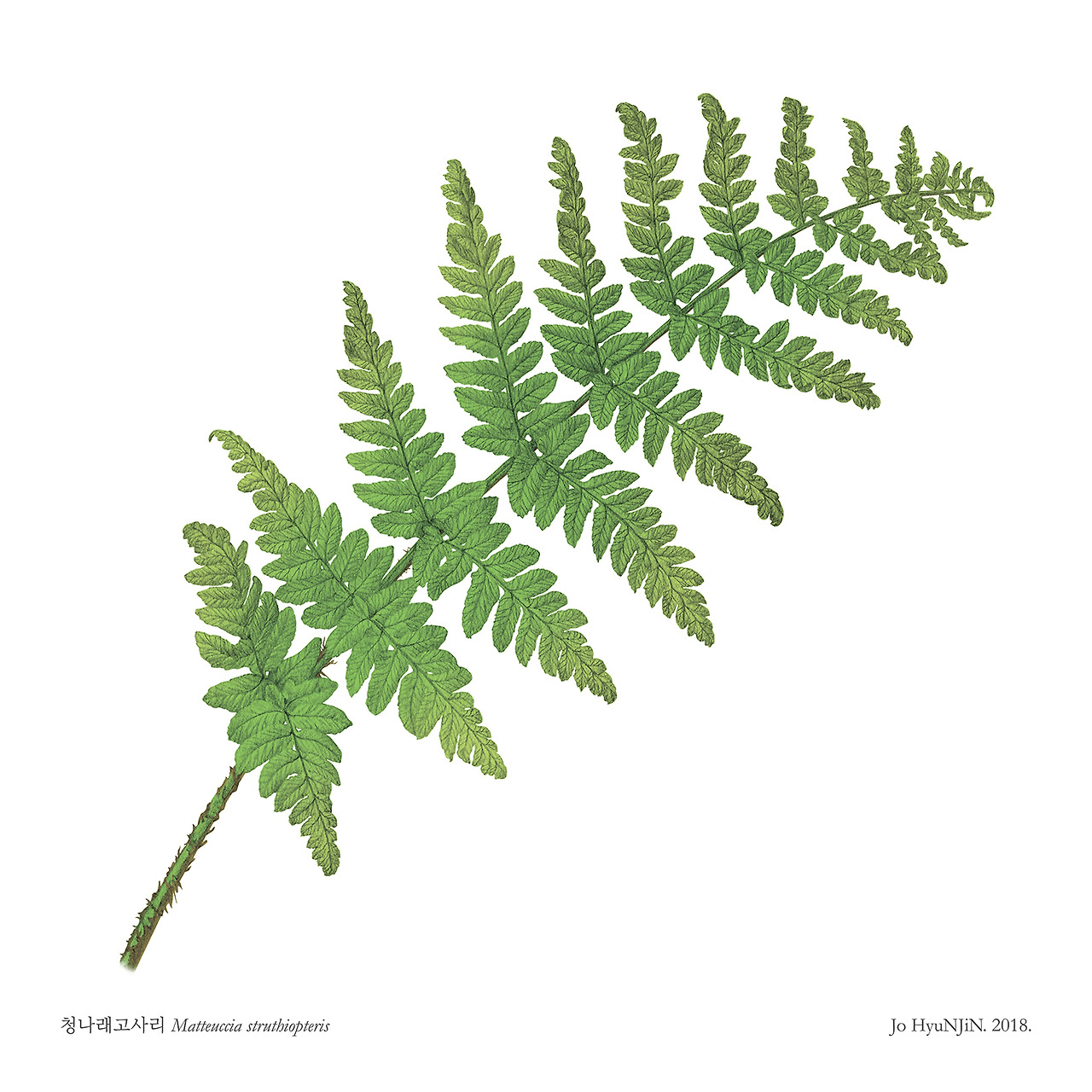 180831 청나래고사리_low.jpg