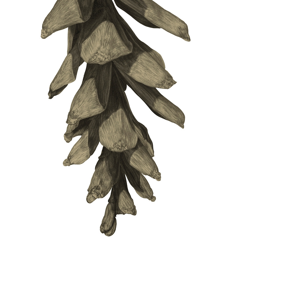 190228 pinus strobus_crop2_low.jpg