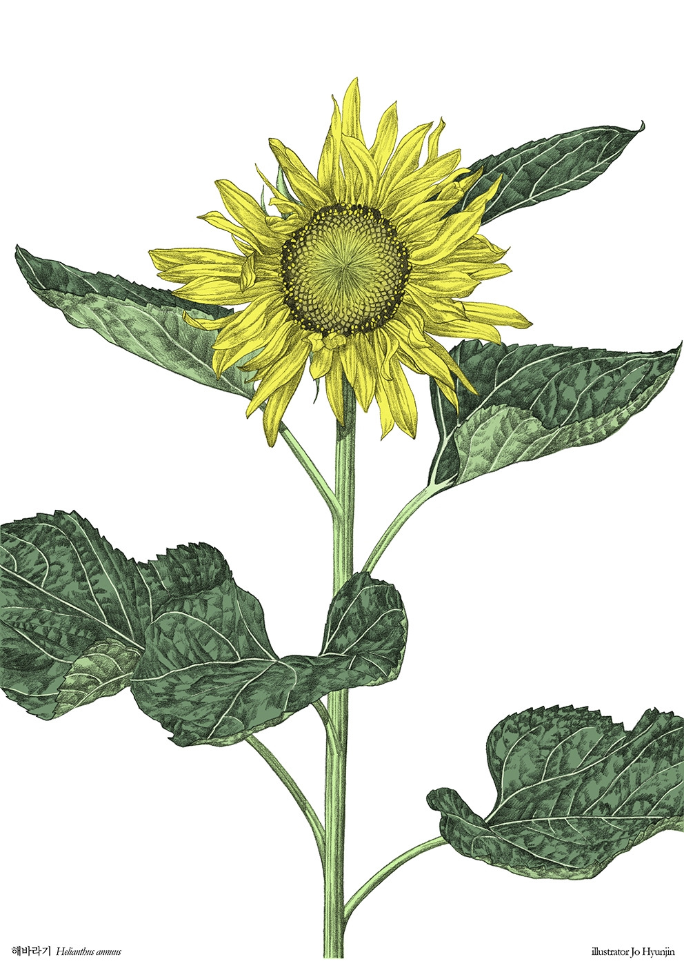 210114 sunflower_a4_120dpi.jpg