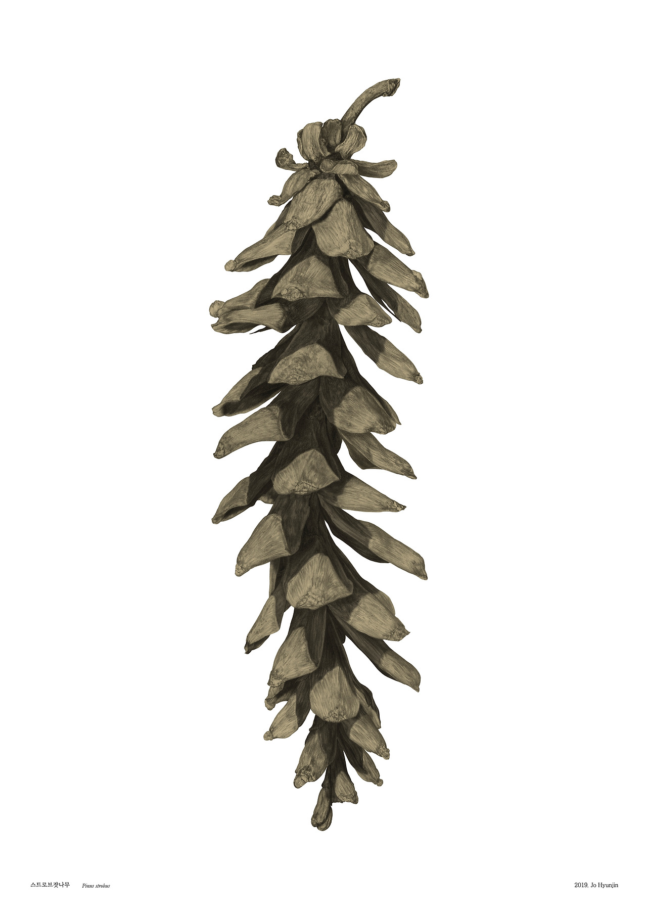 190228 pinus strobus.jpg