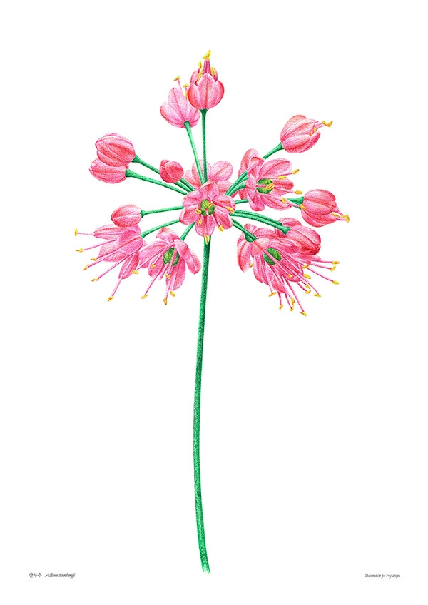 181207 산부추_업로드용_lowlow.jpg