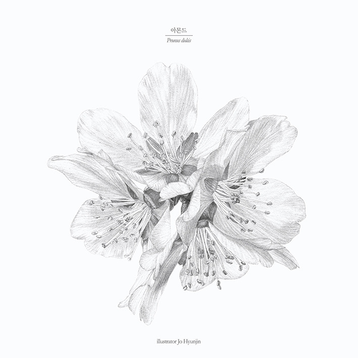 181113 아몬드_업로드용_low.jpg