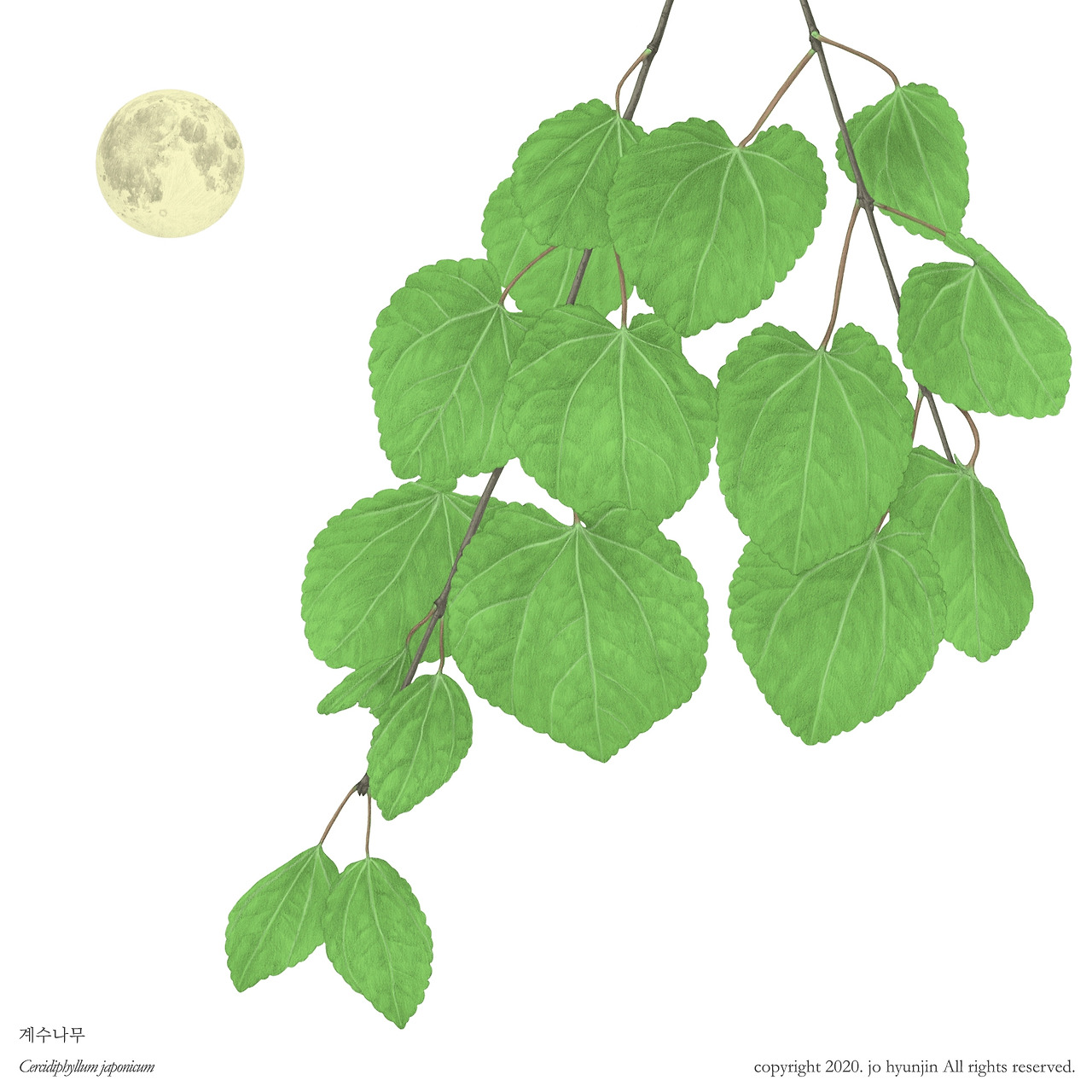 200316 계수나무 업로드용1.jpg