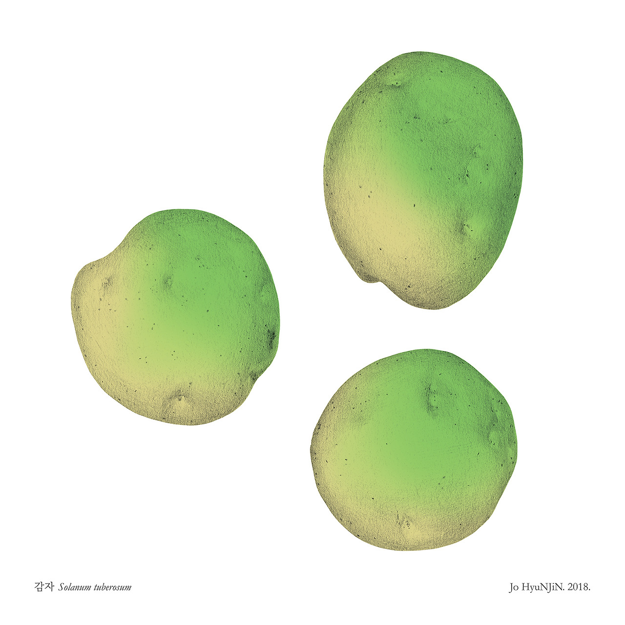 180831 감자_low.jpg