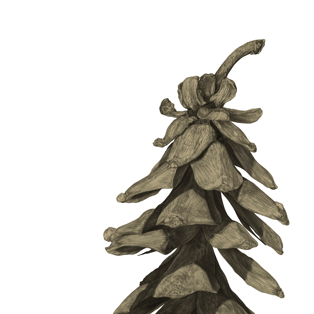 190228 pinus strobus_crop1_low.jpg