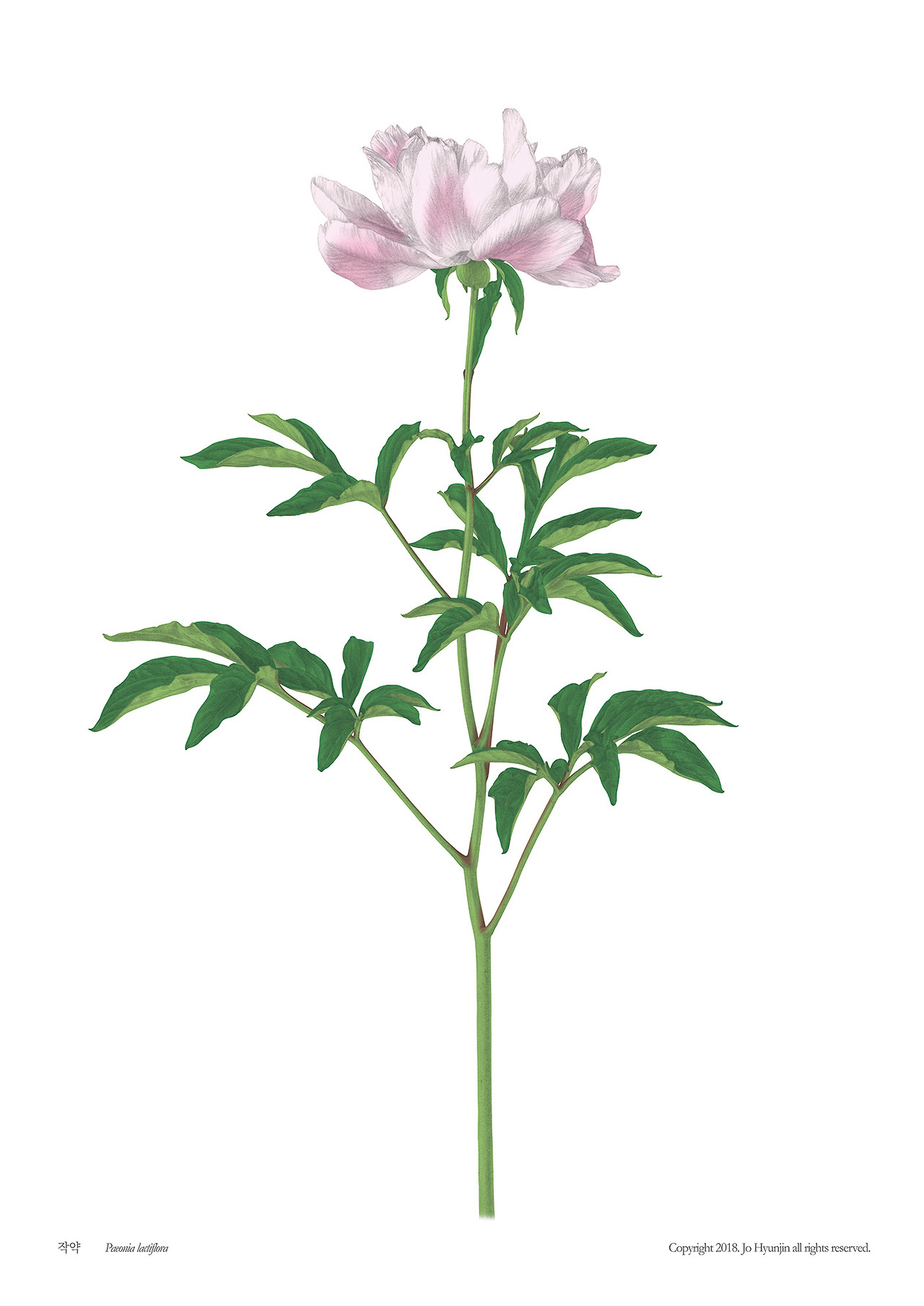 181024 작약_liw_rgb.jpg