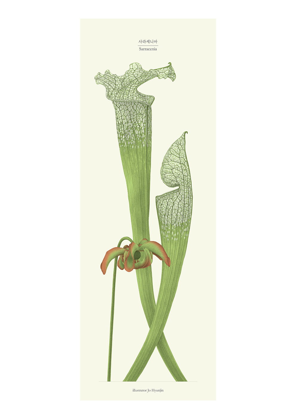 181029 sarracenia_low.jpg