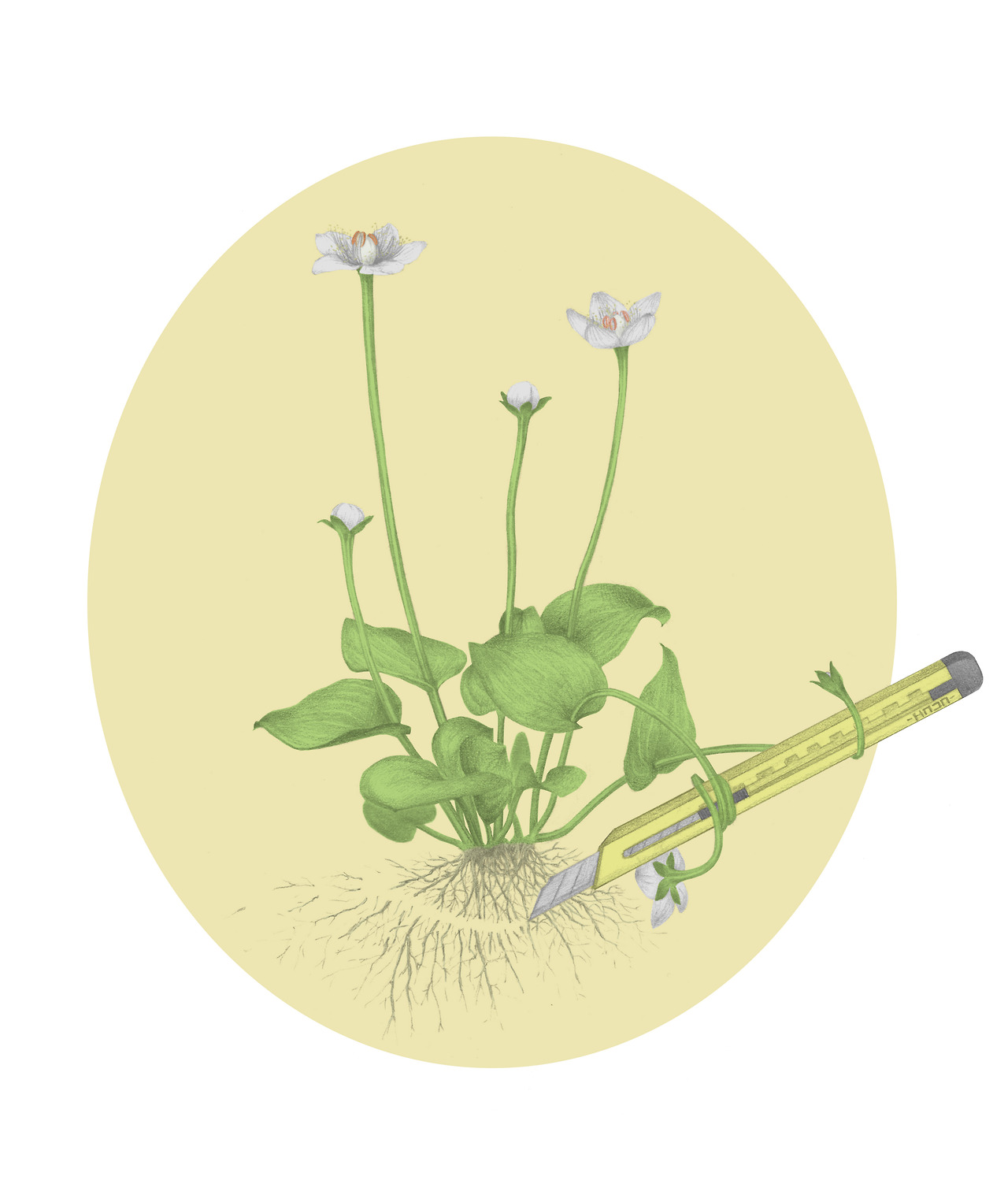 160830 물매화의 선택.jpg