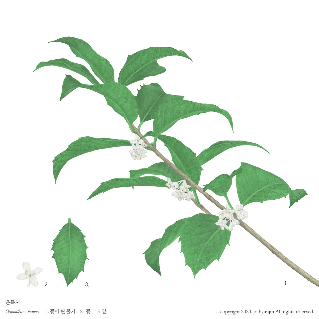 200316 계수나무 업로드용3.jpg