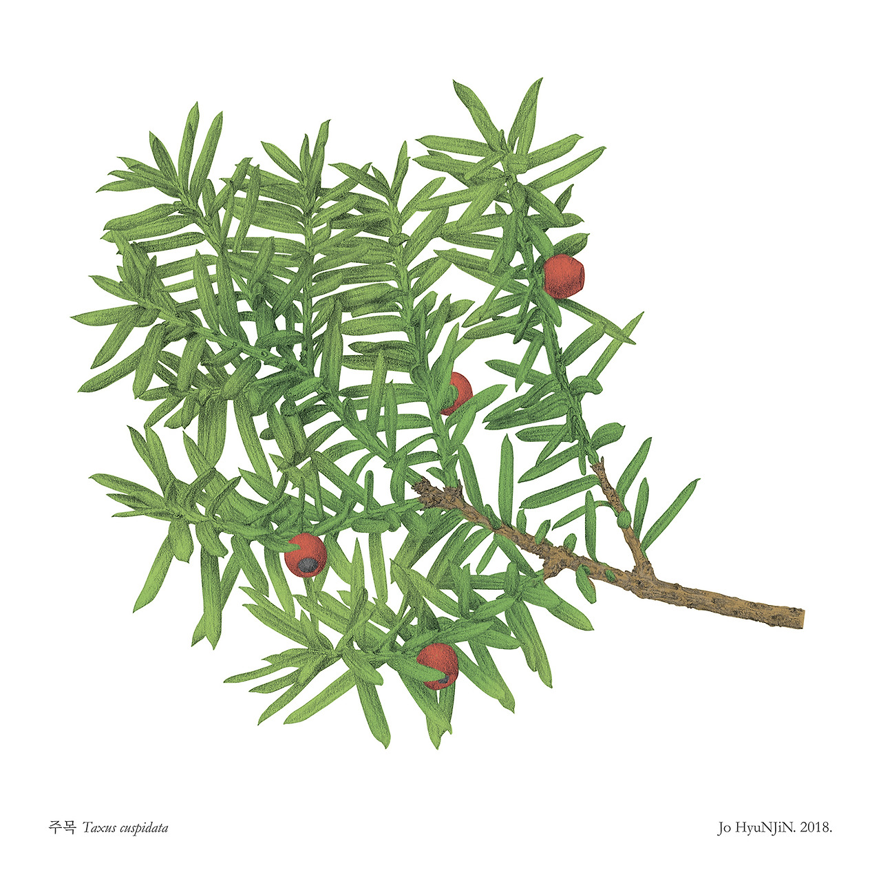 180831 주목_low.jpg