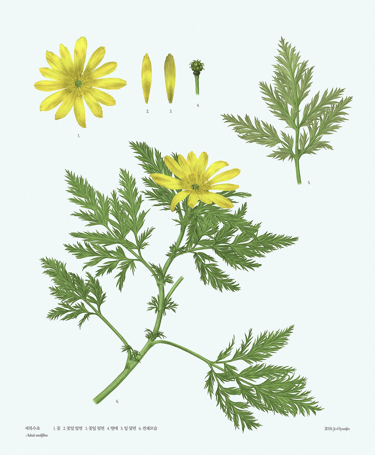 190819 세복수초6_low.jpg