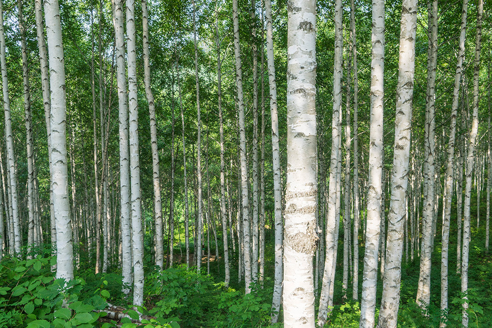 1자작나무.jpg