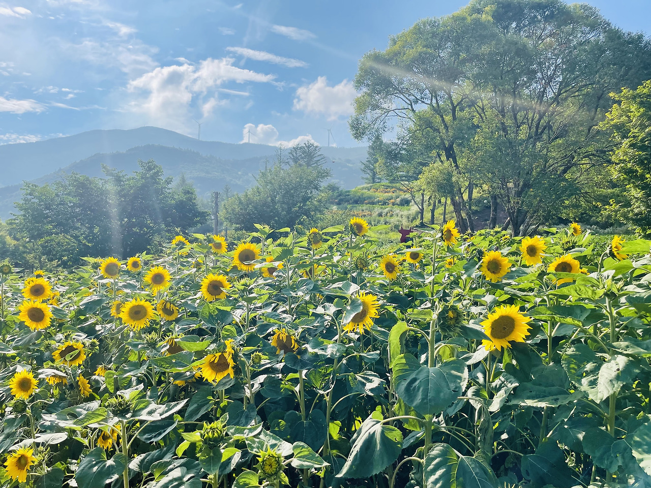 태백 해바라기.jpg