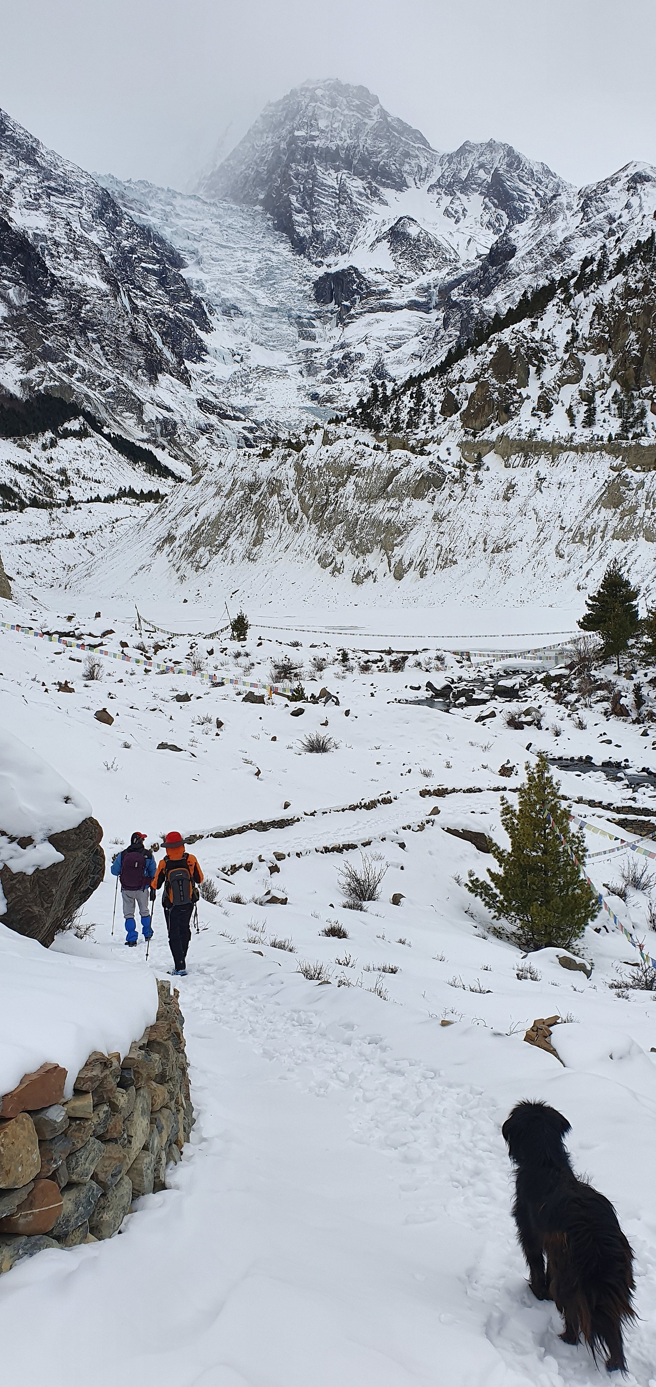 20200107_100549(강가푸르나에서 만난 안내견).jpg