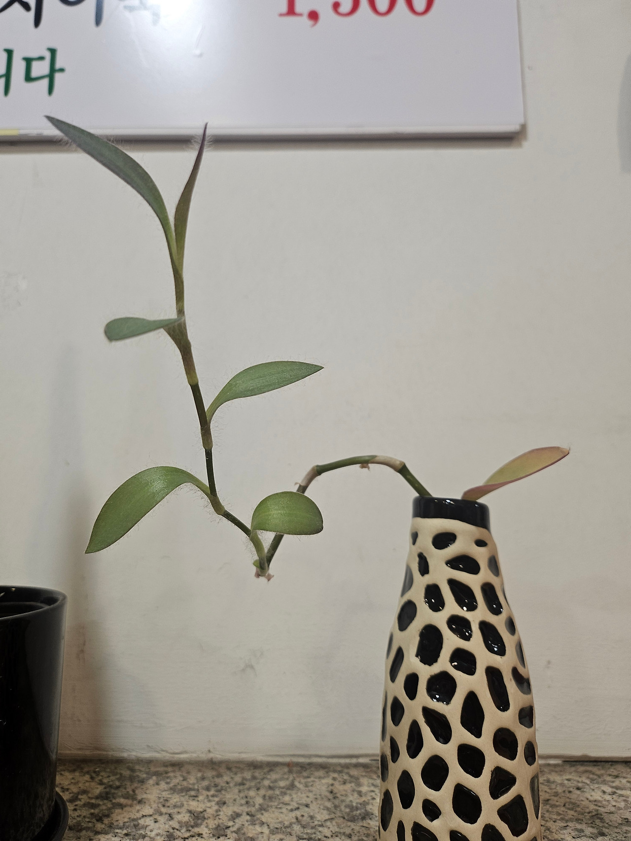 소박한 식탁 위.jpg