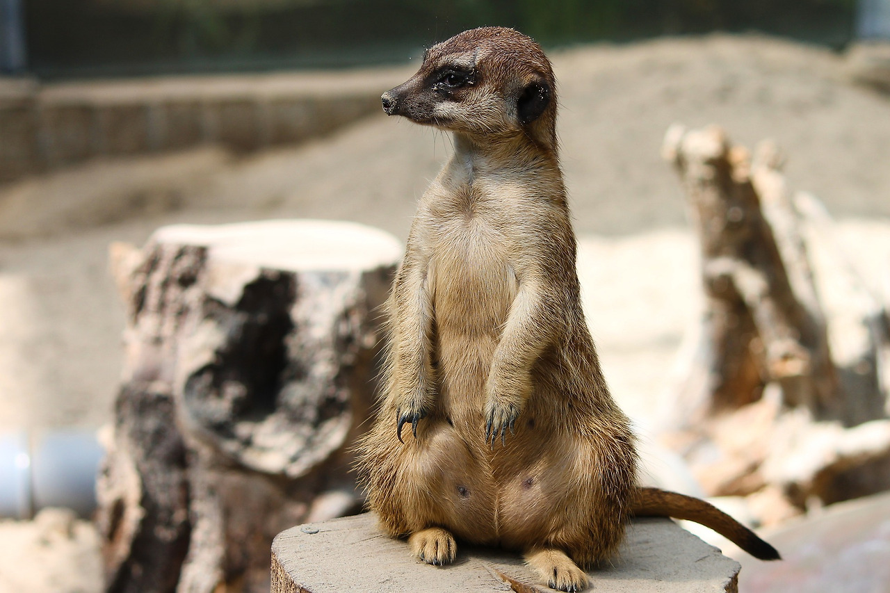 meerkat-4415087_1920.jpg