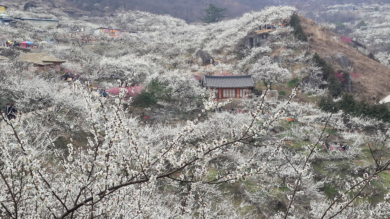 20170318_광양 청매실농장.jpg