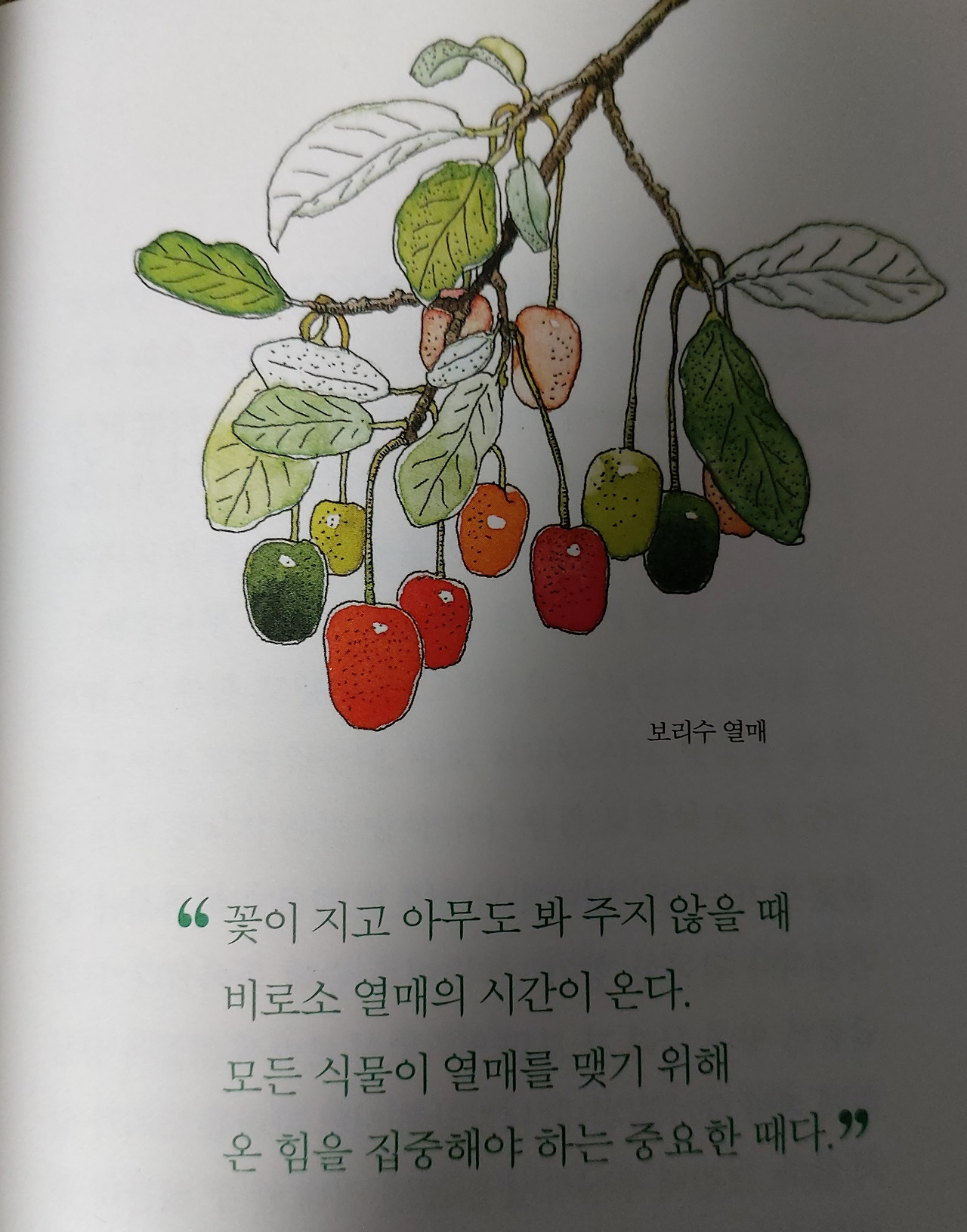 보리수열매.jpg