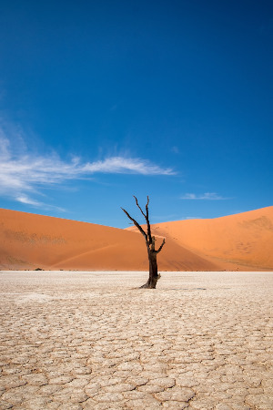 vertical-shot-leafless-tree-desert-with-sand-dunes.jpg