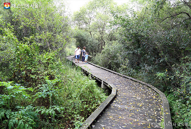 생태 숲의 낙엽 길.jpg