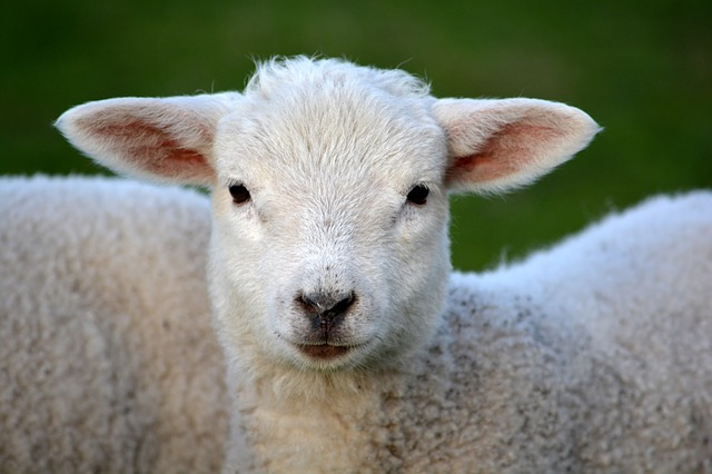 lamb-292512_640.jpg