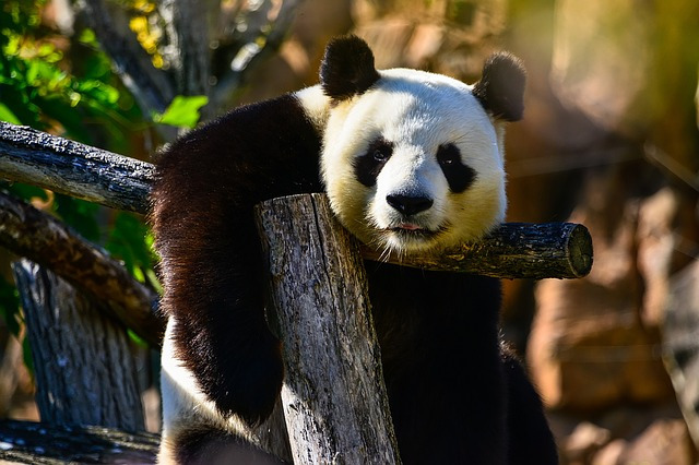 panda-bear-1086012_640.jpg
