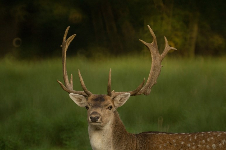 deer-821542_1920.jpg