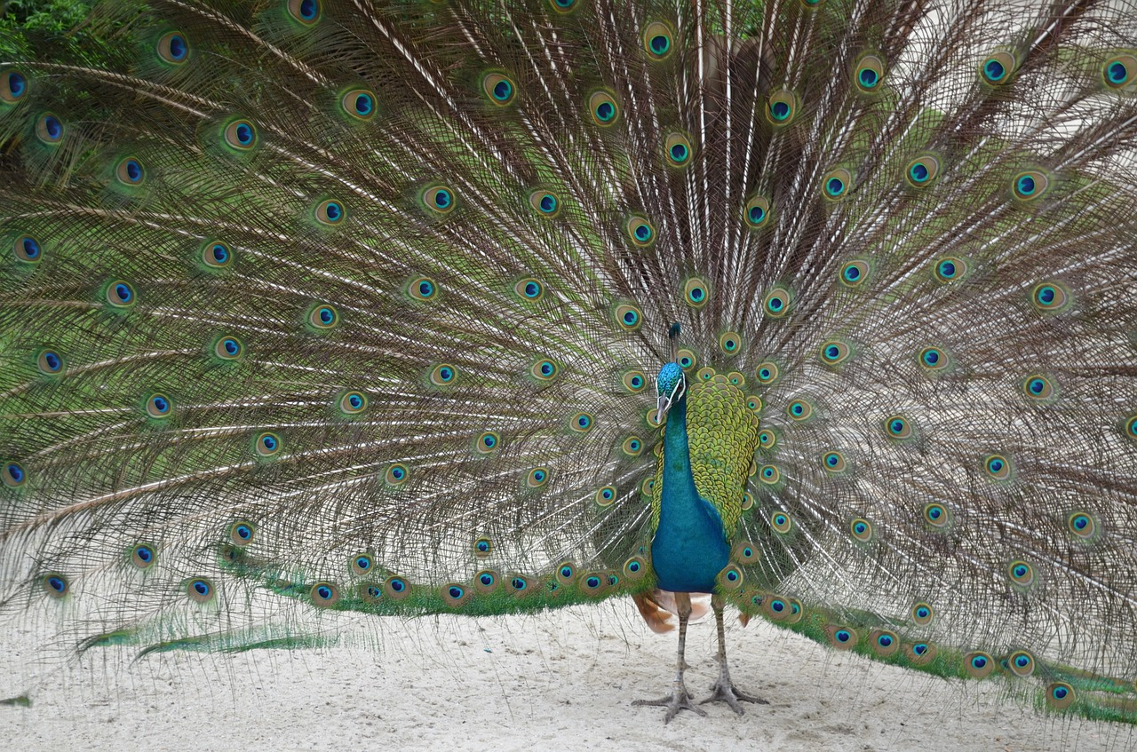 peacock-1055790_1280.jpg