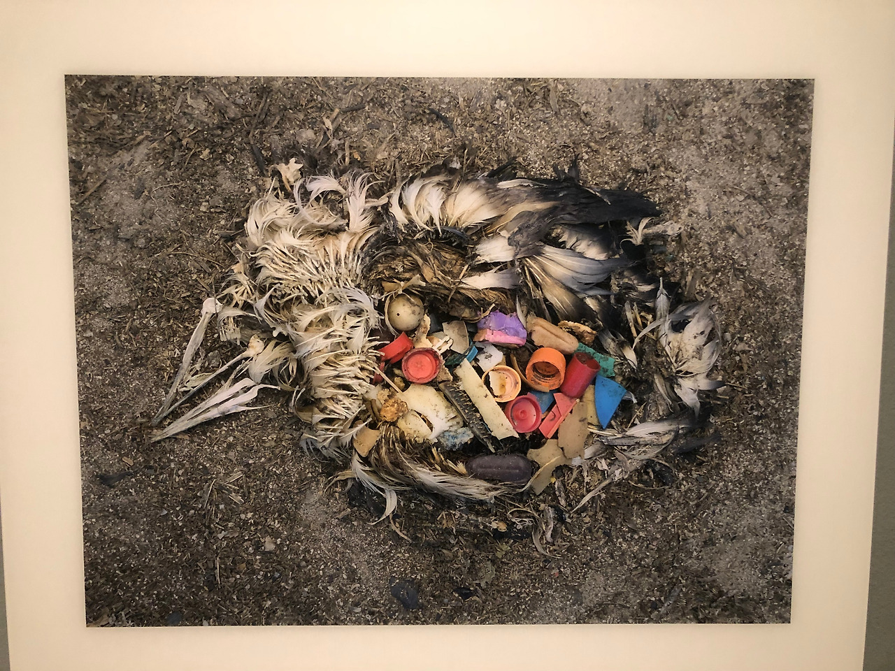 1. 알바트로스 사진.jpg