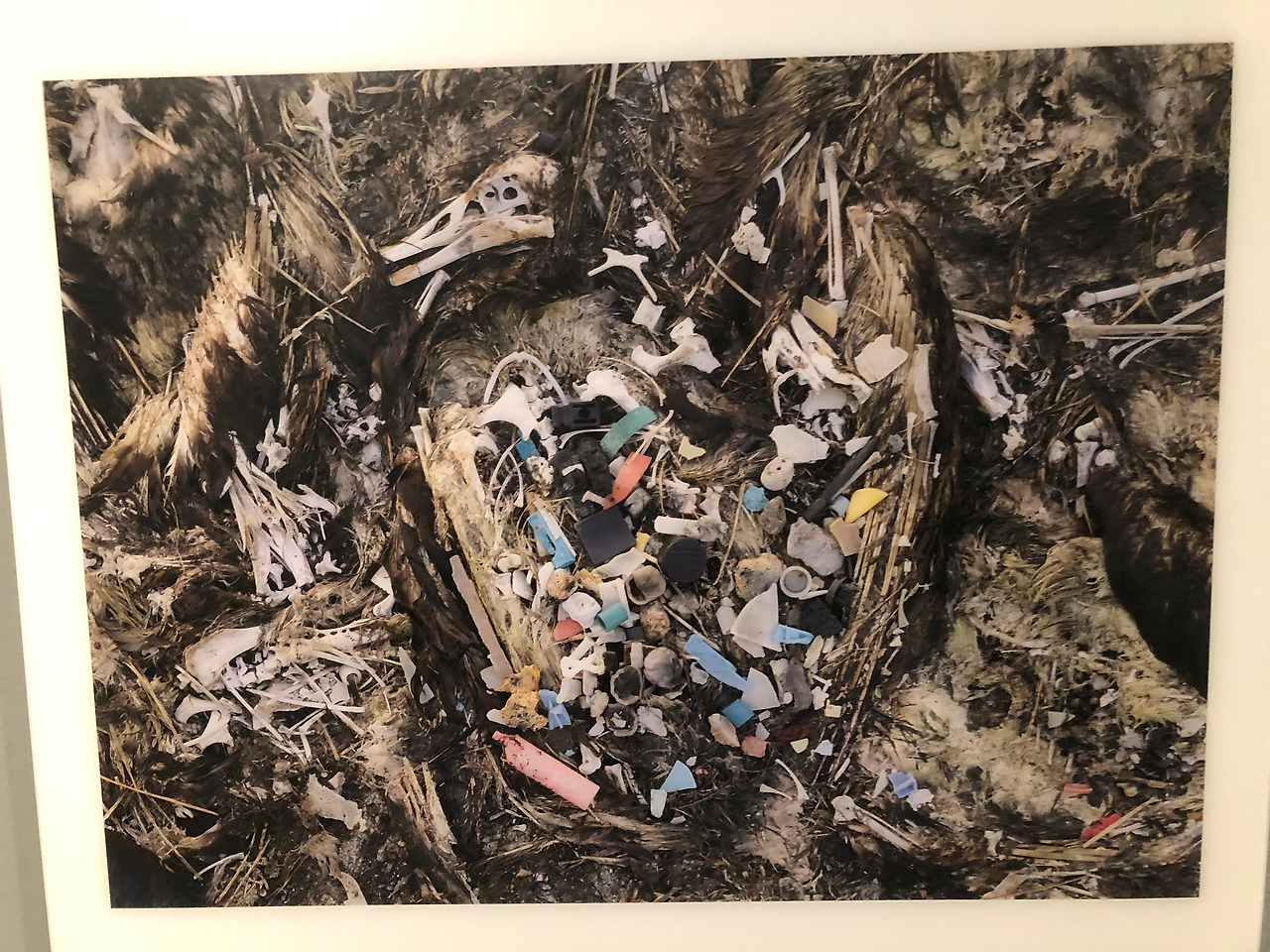 1. 알바트로스 사진 (5).jpg