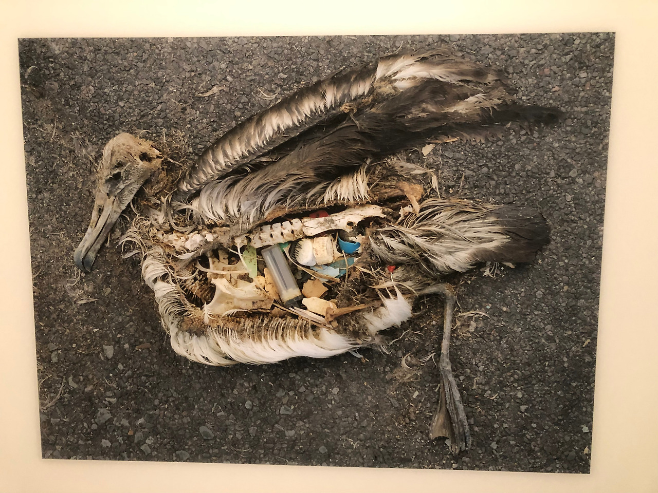 1. 알바트로스 사진 (3).jpg