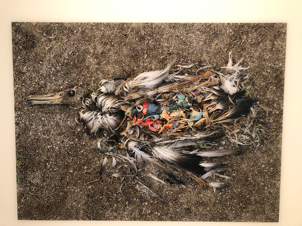 1. 알바트로스 사진 (4).jpg