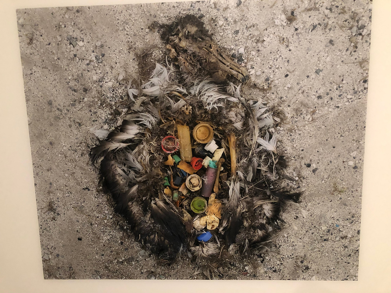 1. 알바트로스 사진 (6).jpg