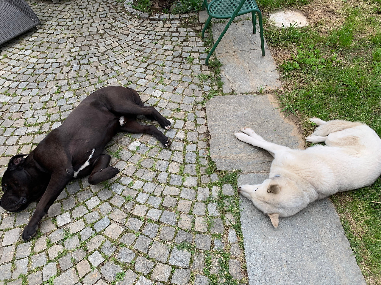 낮잠자는 강아지들.jpg