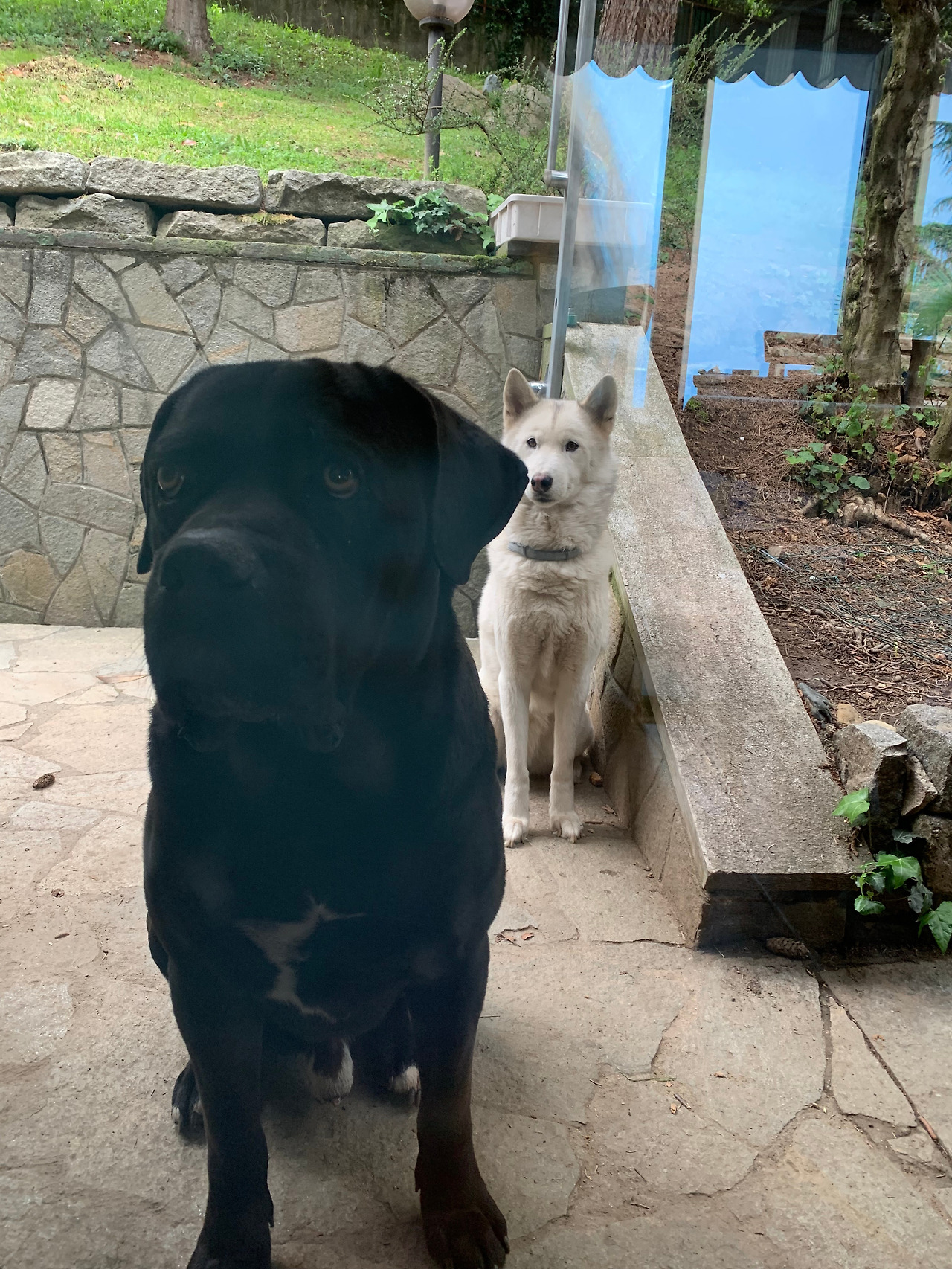 마야와 헥토르.jpg