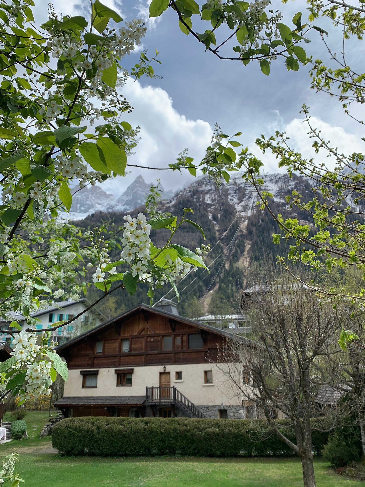 초록나무와 몽블랑.jpg