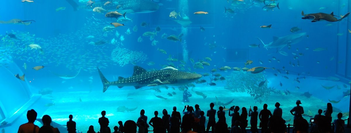 沖縄美ら海水族館_-_panoramio.jpg