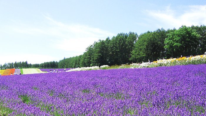 hok-furano-biei-tour1.jpg